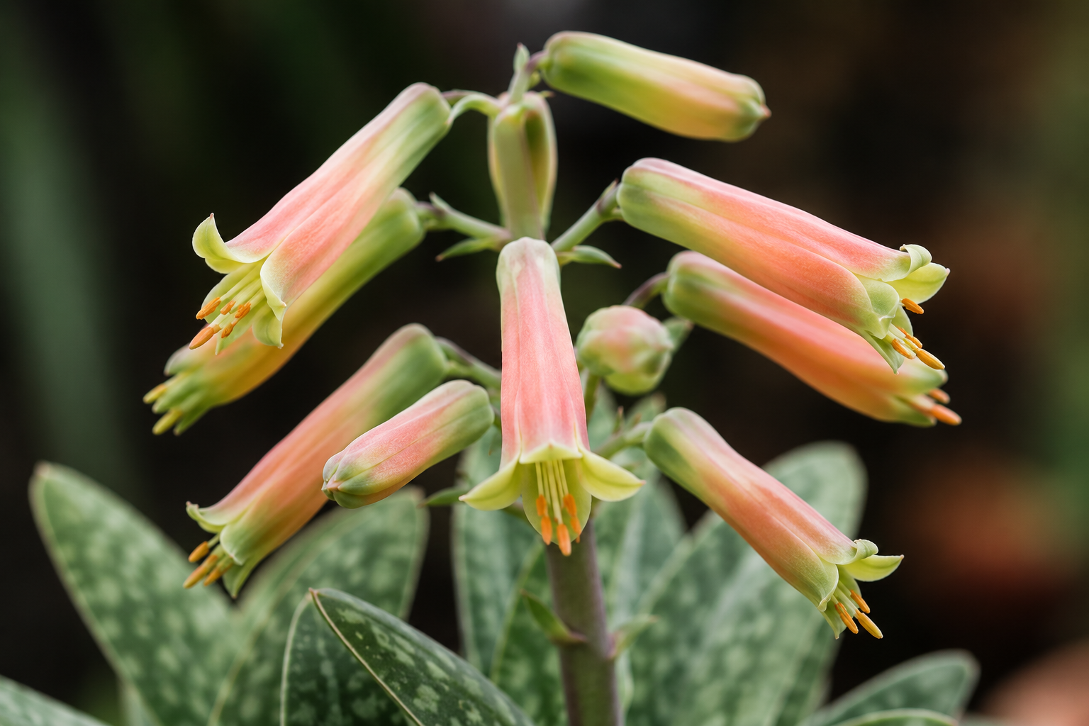 Gasteria Ox Tongue India — Most Shade Tolerant Succulent Guide